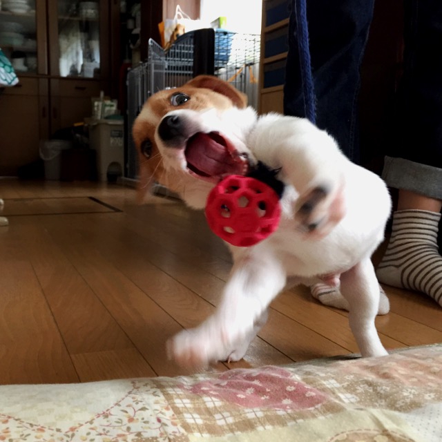 遊ぶマイル