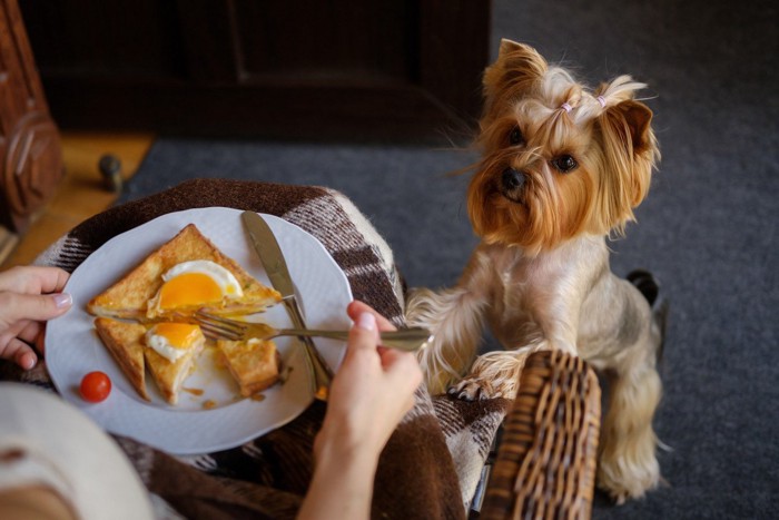 人間の食事と犬