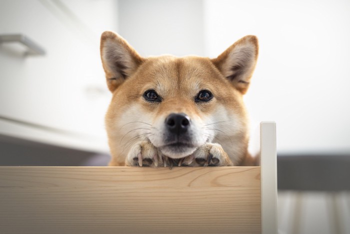 ケージからこちらを覗く柴犬