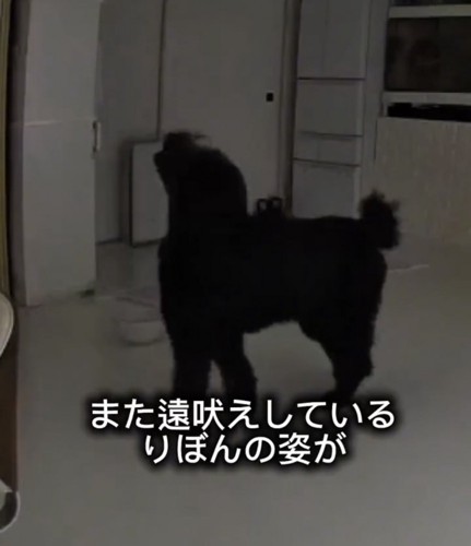 家の中で遠吠えする犬