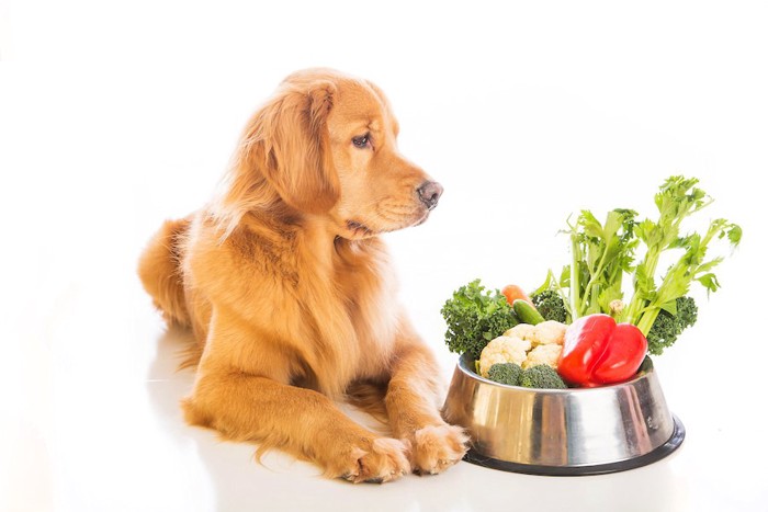 野菜の入ったフードボウルを見る犬