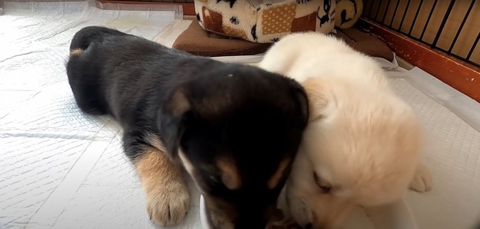 伏せの姿勢でご飯を食べる子犬たち