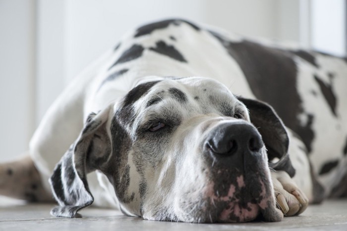 あごを床につけて寝そべっている大型犬