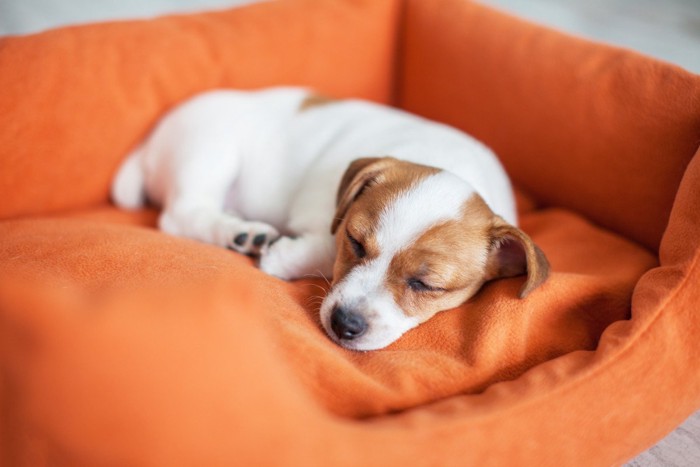 犬用のベッドで眠る子犬