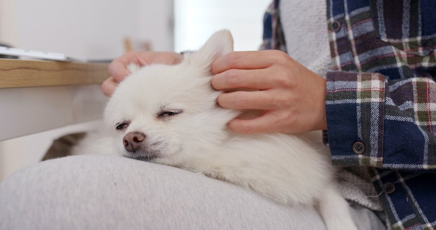 飼い主の膝の上でマッサージされてうっとり顔をしている犬