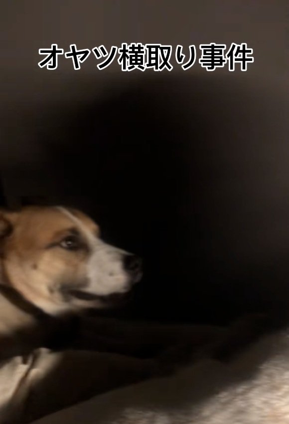 元保護犬のサナくん