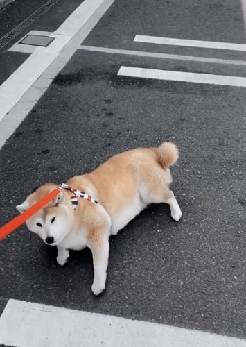 「ごろんしちゃお」