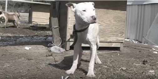 犬小屋の前に立つ犬