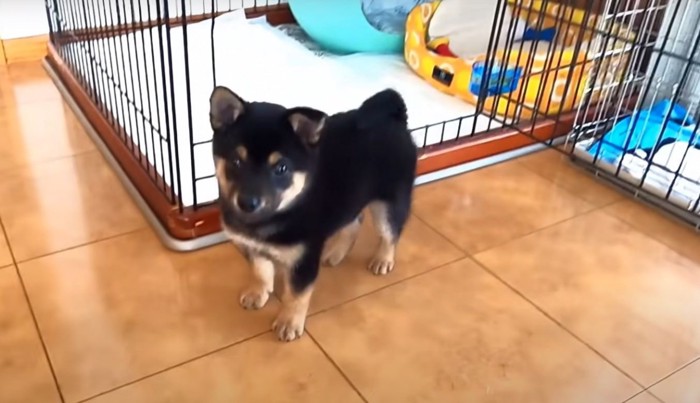 ケージから出た犬