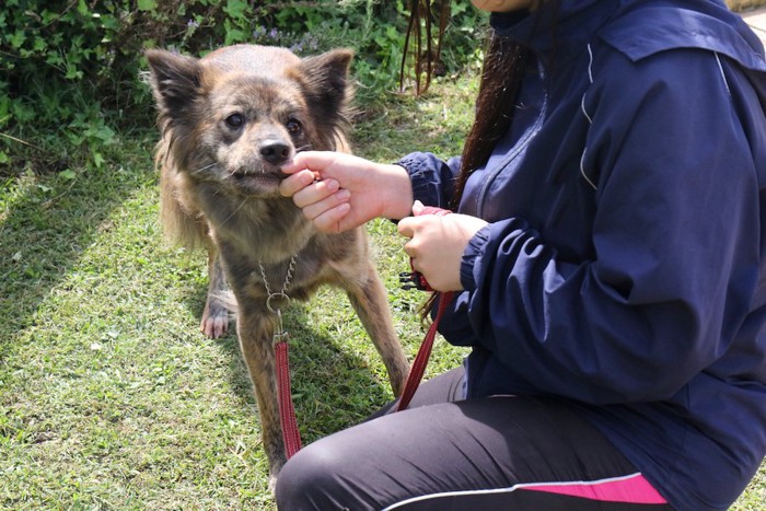 リードをつけて訓練を受ける保護犬