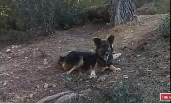 山に捨てられた犬