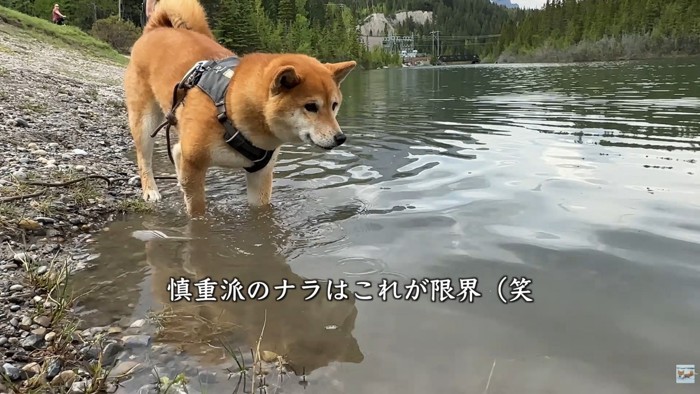 ナラちゃんは水際をウロウロ♪