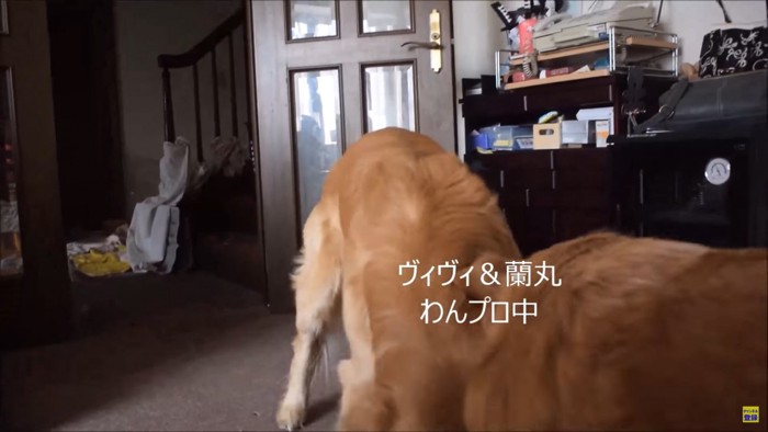 じゃれる2頭の犬