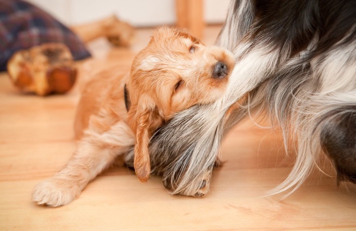 他の犬の足を噛む子犬