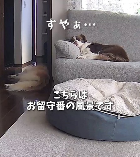 昼寝する2匹