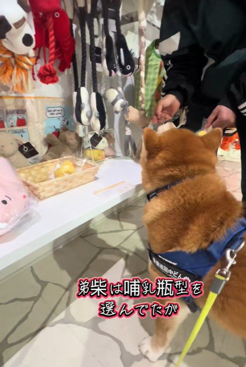 おもちゃを買ってほしいどんちゃん3