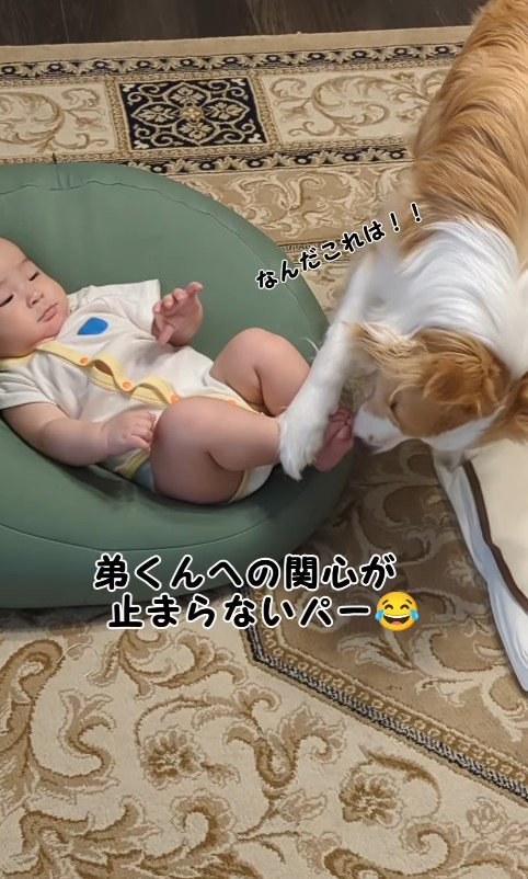 パーちゃんの赤ちゃんへの接し方