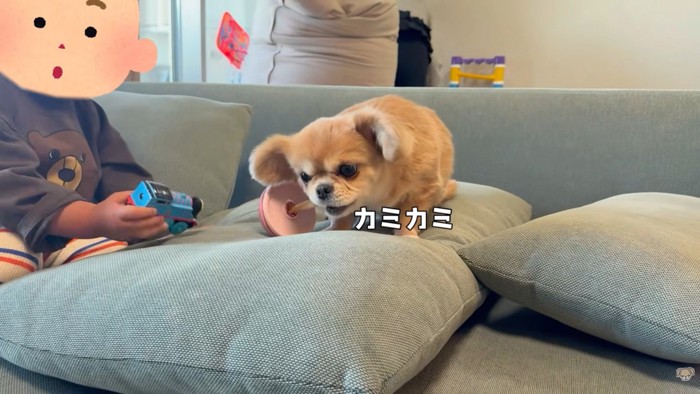 男の子はじーっと見つめています