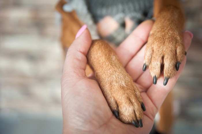 人の手に両手をおく黒い爪の犬