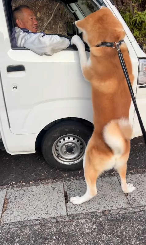 車に駆け寄る秋田犬