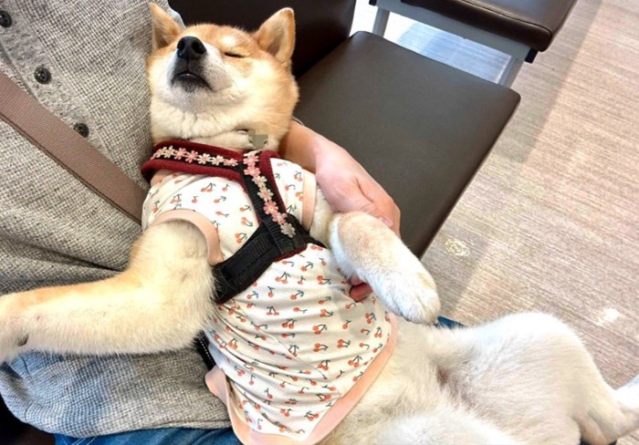 柴犬
