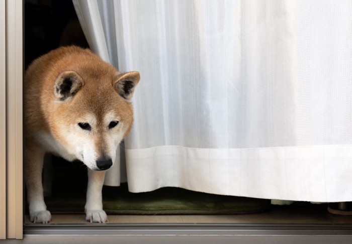 開いている窓と柴犬