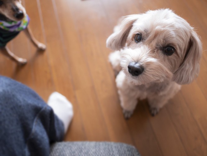 飼い主を見つめる犬