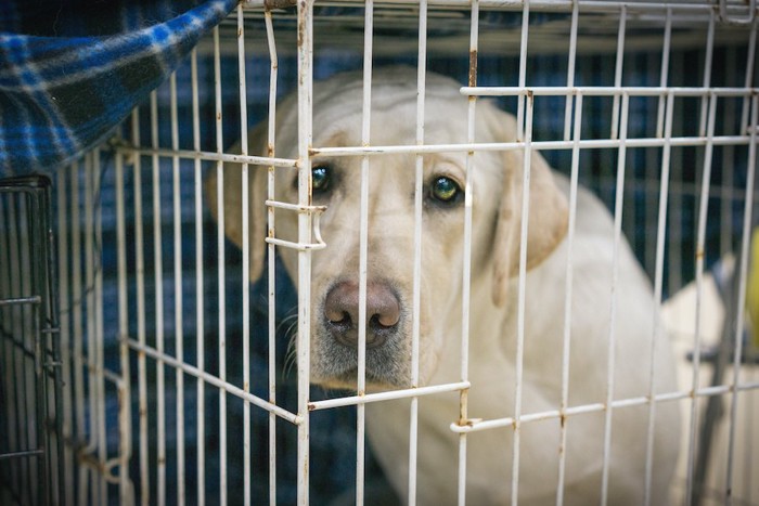 ケージの中から悲しげに見つめる保護犬