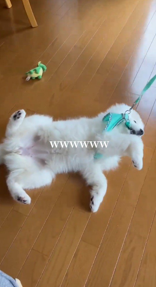 微動だにせずリードに引っ張られていく犬