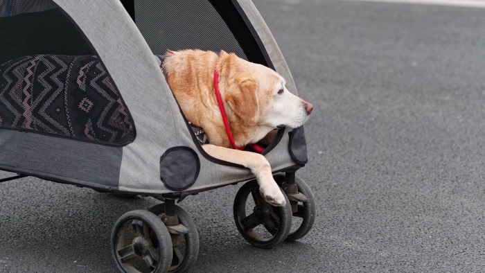 ドッグカートでお散歩する高齢犬