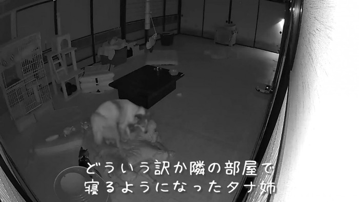 タナちゃんも隣の部屋で寝たがる…