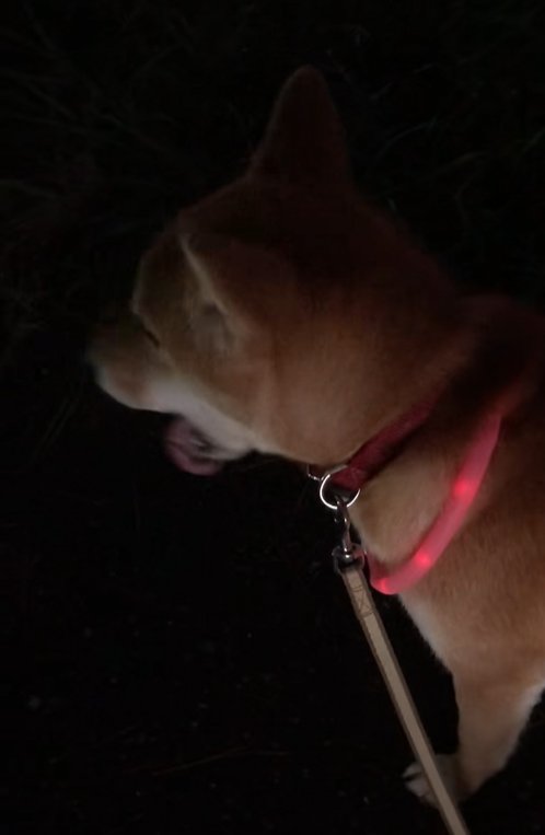 遠吠えする柴犬