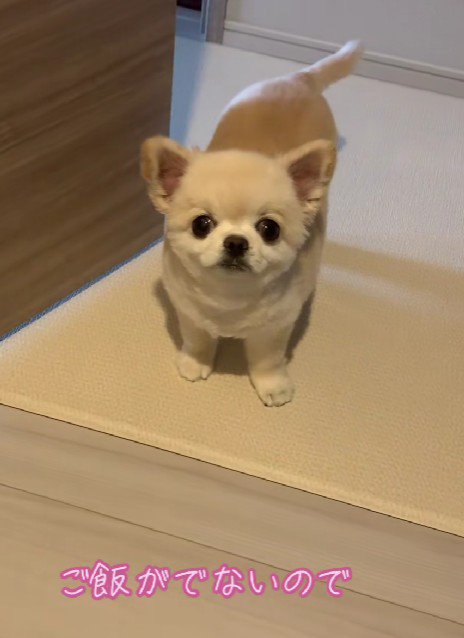 「そろそろご飯ですよね？」
