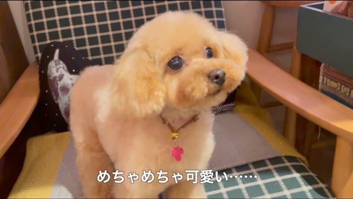 トリミングをしてもらって、ぬいぐるみのような見た目になった犬