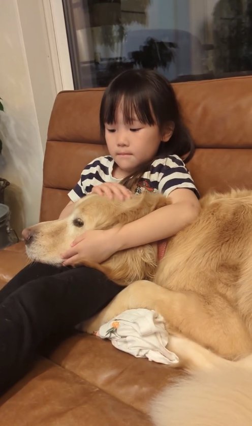 子供の膝の上でウトウトする犬