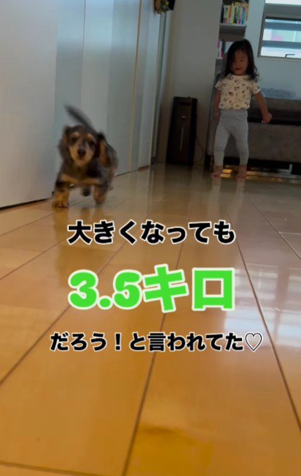 小さくてコロコロ