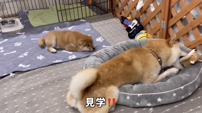 おもちゃで遊ぶ柴犬と見ている子犬