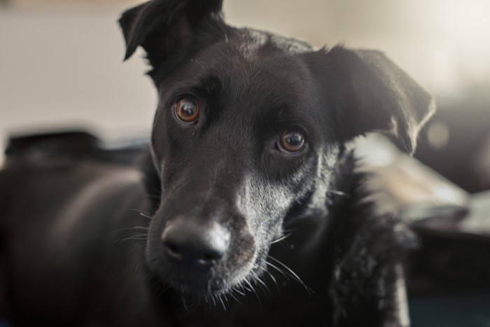 正面を見つめるタイワンドッグの顔のアップ