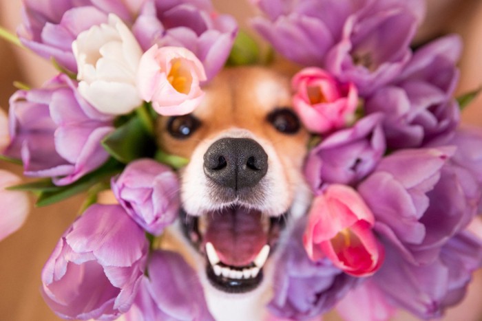 鼻から顔を出す犬