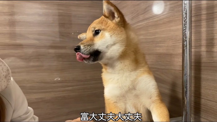 シャワー浴てられて、自分の口元舐める犬