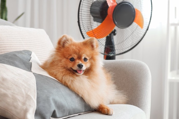 扇風機の前に座る犬