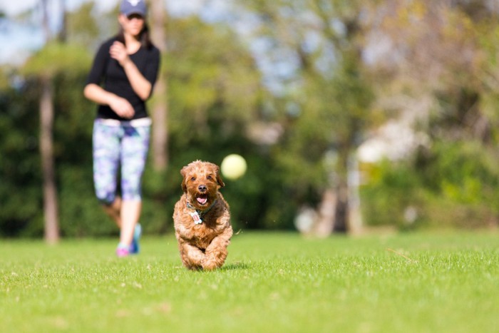 ボールを追いかける犬