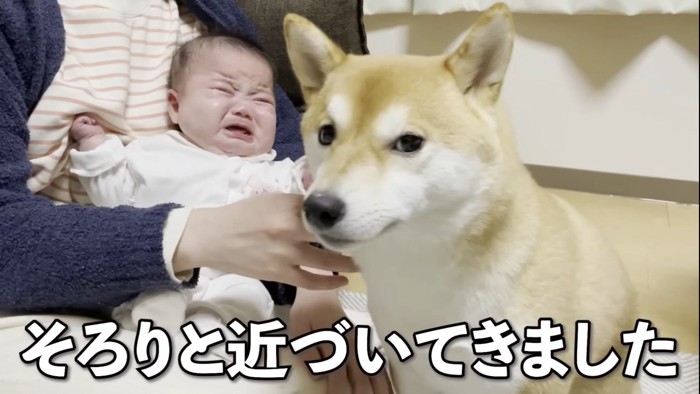 赤ちゃんの隣に寄り添う犬