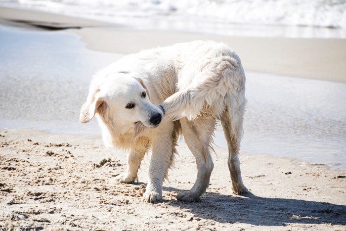 尻尾を噛む大型犬