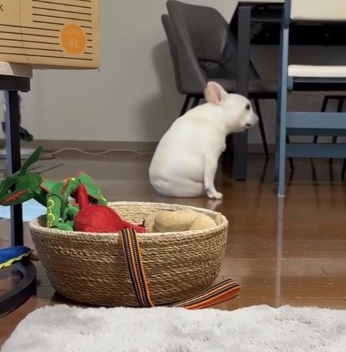 振り向きながら座る犬