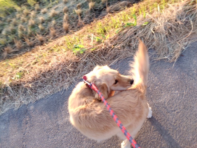 愛犬にこりがしっぽを気にする