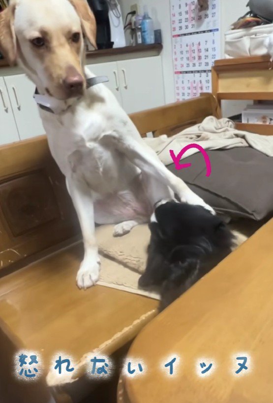 弟犬にかじられて…