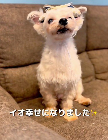 かぶり物をつけて動画を撮られる犬