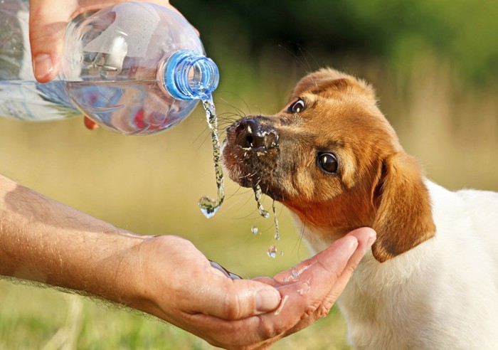 ペットボトルの水を飲む子犬