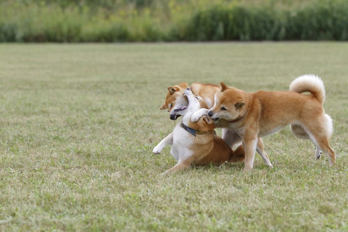 野原でじゃれ合う三頭の柴犬